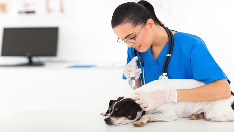 Experience the Delight of Superb Veterinary Hospital Services in Bel Air, MD