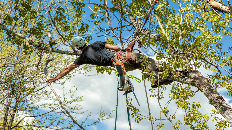 Three Mistakes That People Make When They Trim Their Own Trees