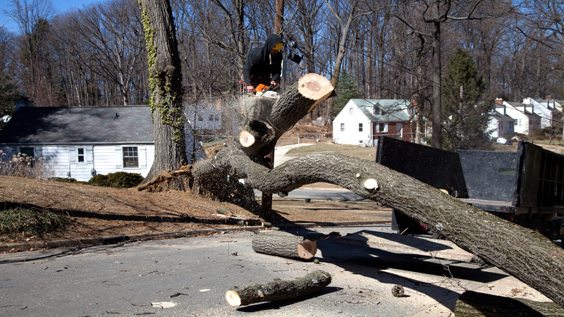 Homeowners Rely on a Tree Service Company in Gig Harbor WA for Safe Tree Removal