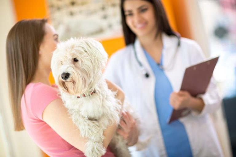 download pet hospital near me download pet hospital near me
