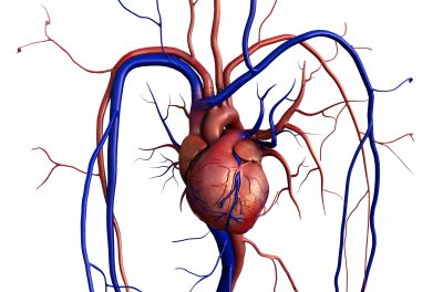 Help That You Need in AZ to Maintain a Healthy Cardiovascular System