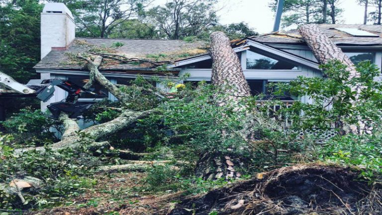 The Benefits of Hiring a Certified Tree Service Company