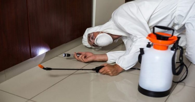 Exterminators in Senoia GA Keep Your Home Safe