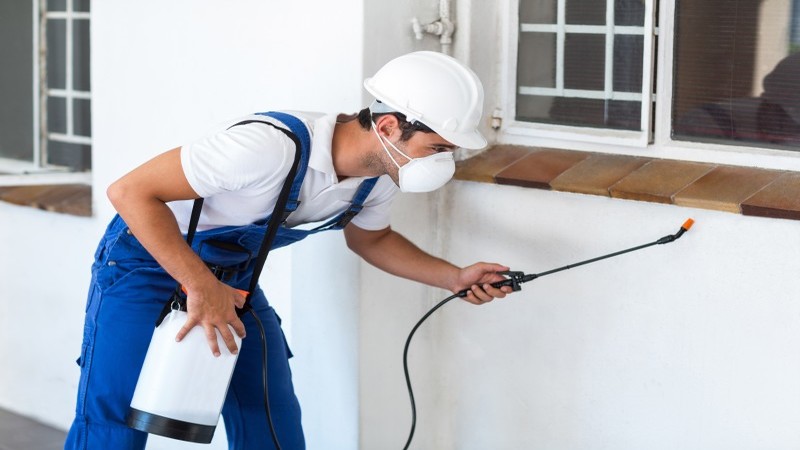 Quick And Easy Local Pest Control In Newnan GA