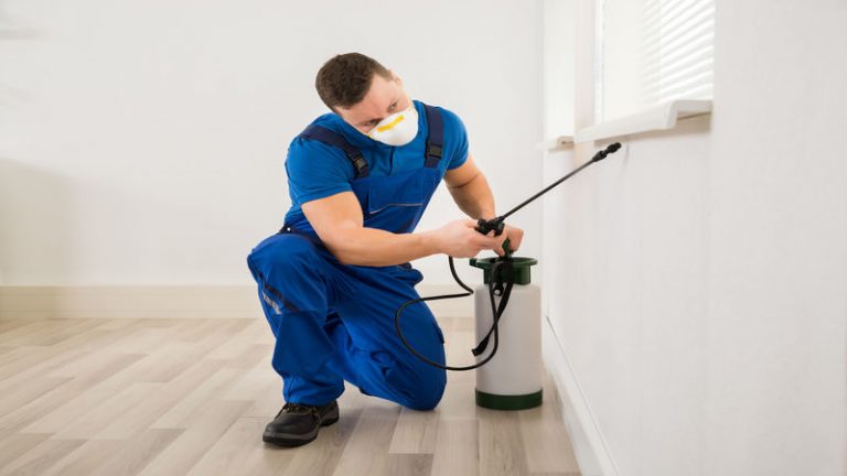 What Method Can One Use For the Treatment of Bedbug at Home?