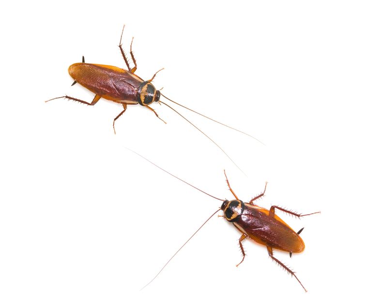 Vital Reasons to Hire Professional Cockroach Control in Melbourne