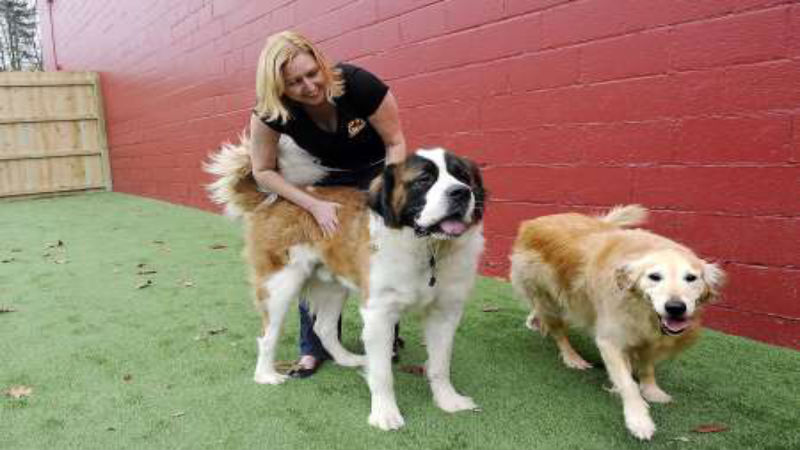 The Science Behind Dog Behavior Training: Understanding Your Dog’s Mind