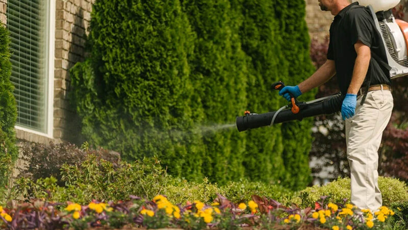 Protect Your Family from Bites with mosquito control services in Olive Branch, ms, solutions