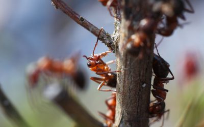 Effective Ways for Households to Handle Ant Pest Control Cedar Grove NJ Issues