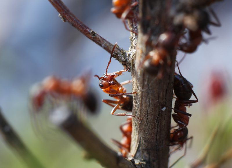 Effective Ways for Households to Handle Ant Pest Control Cedar Grove NJ Issues